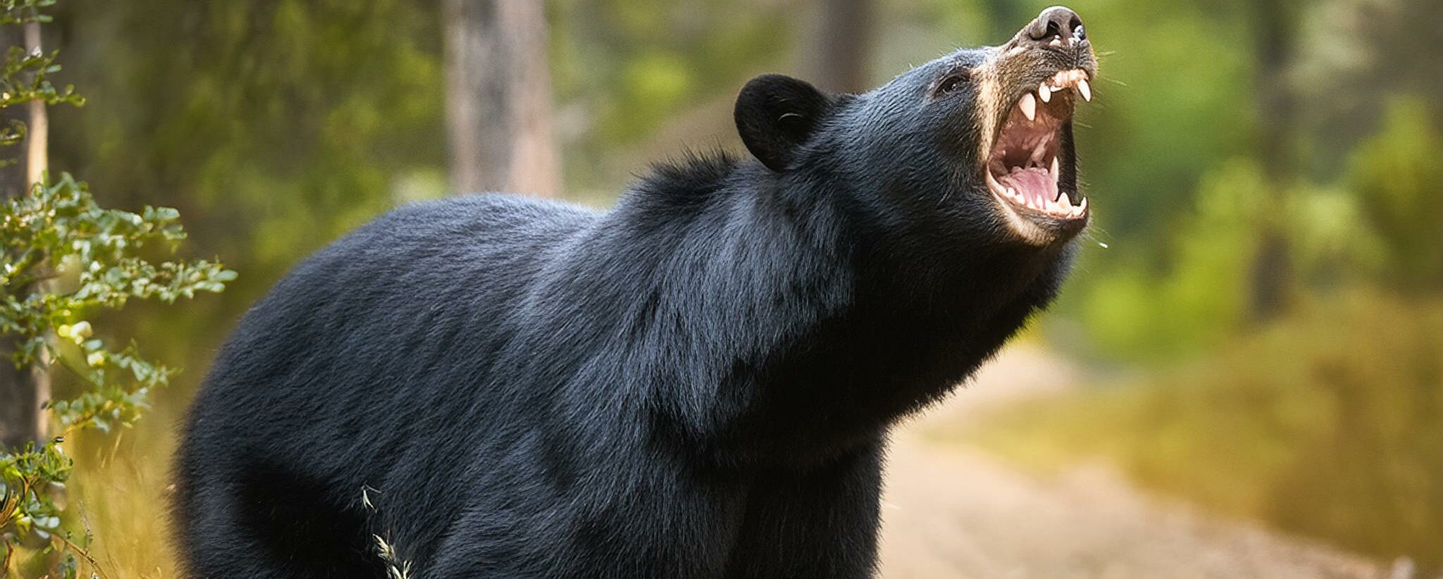 black bear growling on a trail in the wilderness