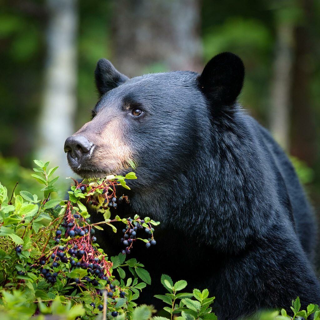 A black bear eating huckleberries deep in the forest