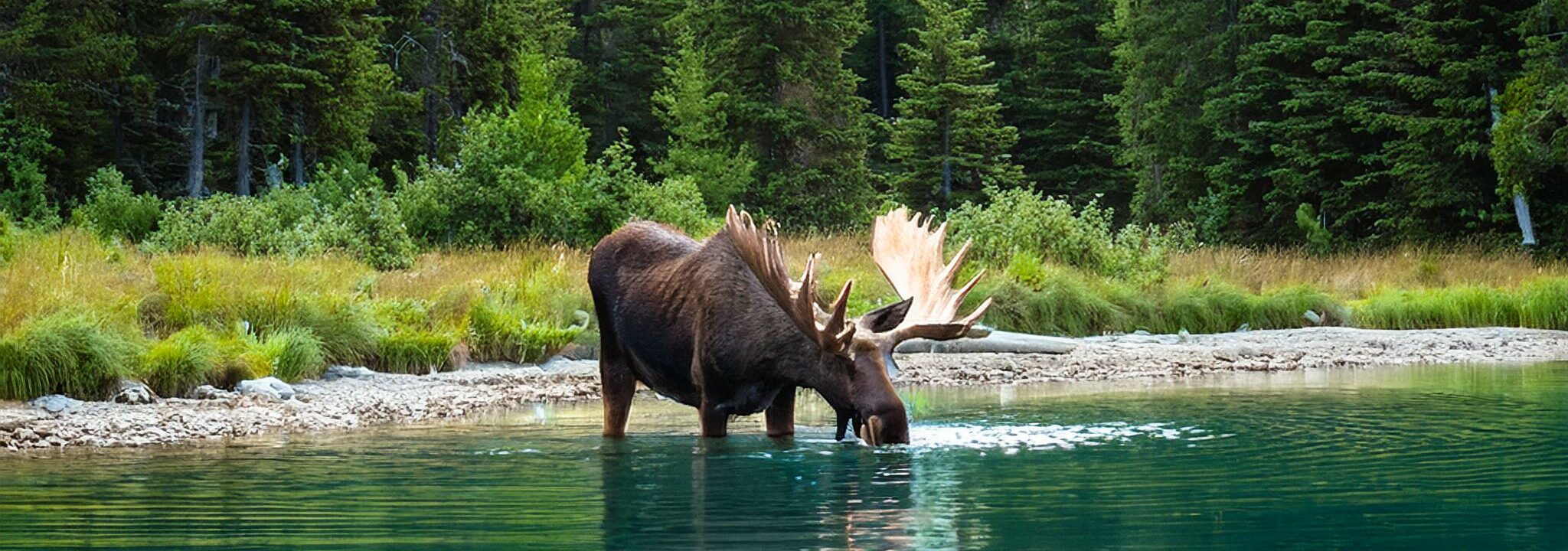 A moose drinking out of an alpine lake with a waterfall in the background deep in the forest