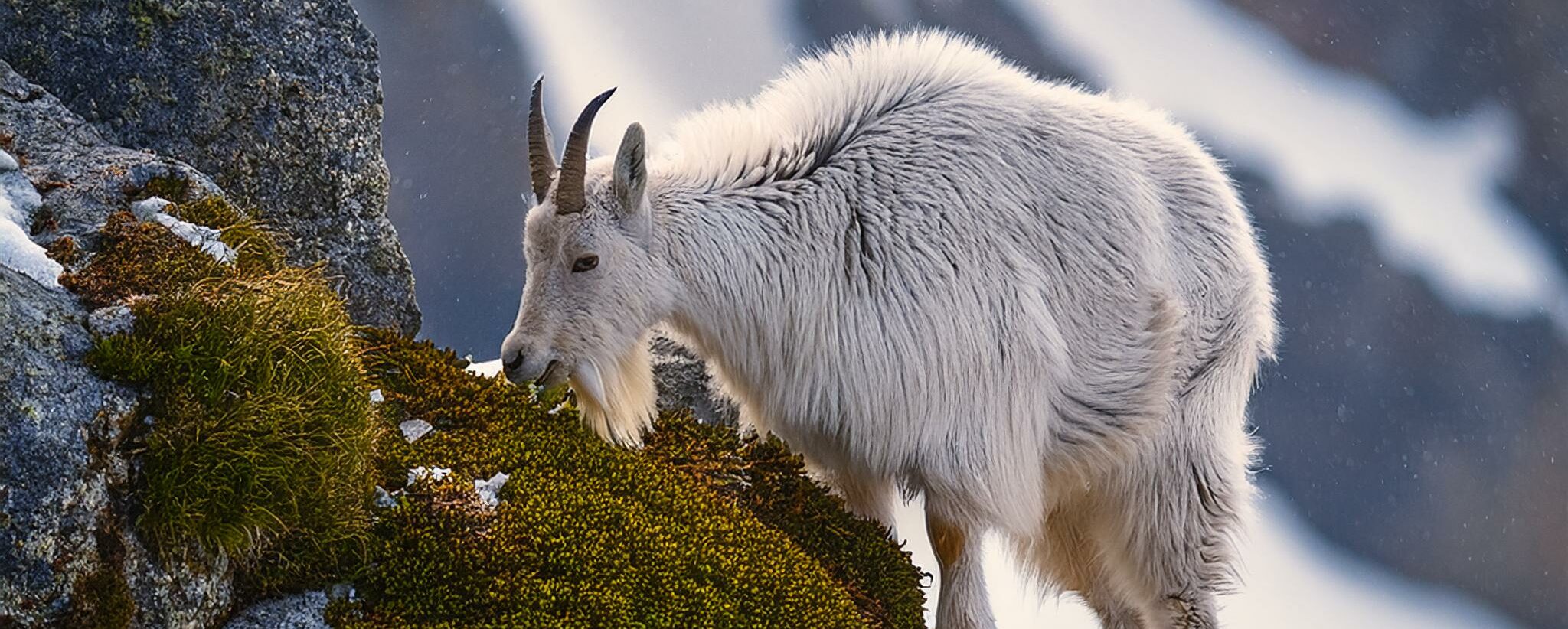 A mountain goat on a rocky slope eating moss of a rock in the middle of winter with snow