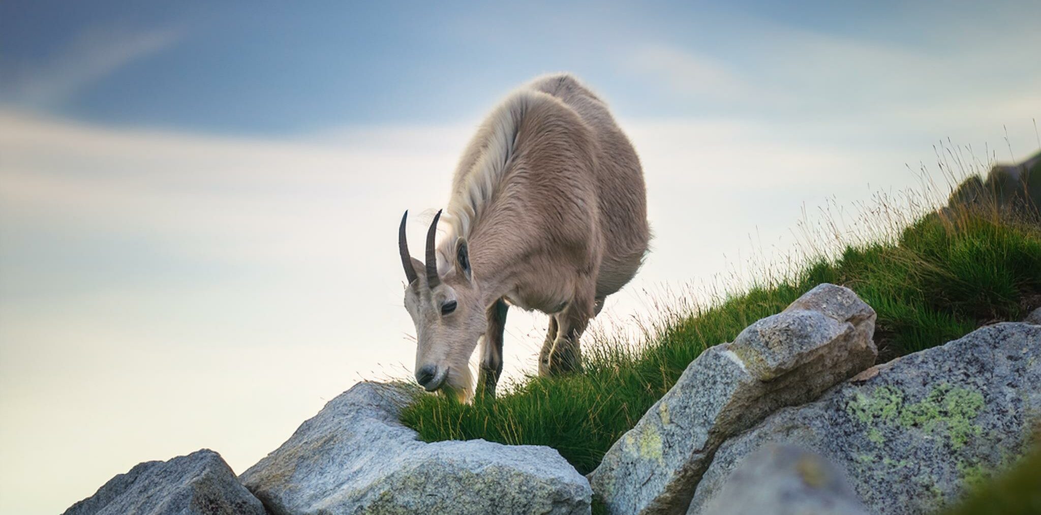 A mountain goat on a rocky slope eating the grass coming up between the rocks