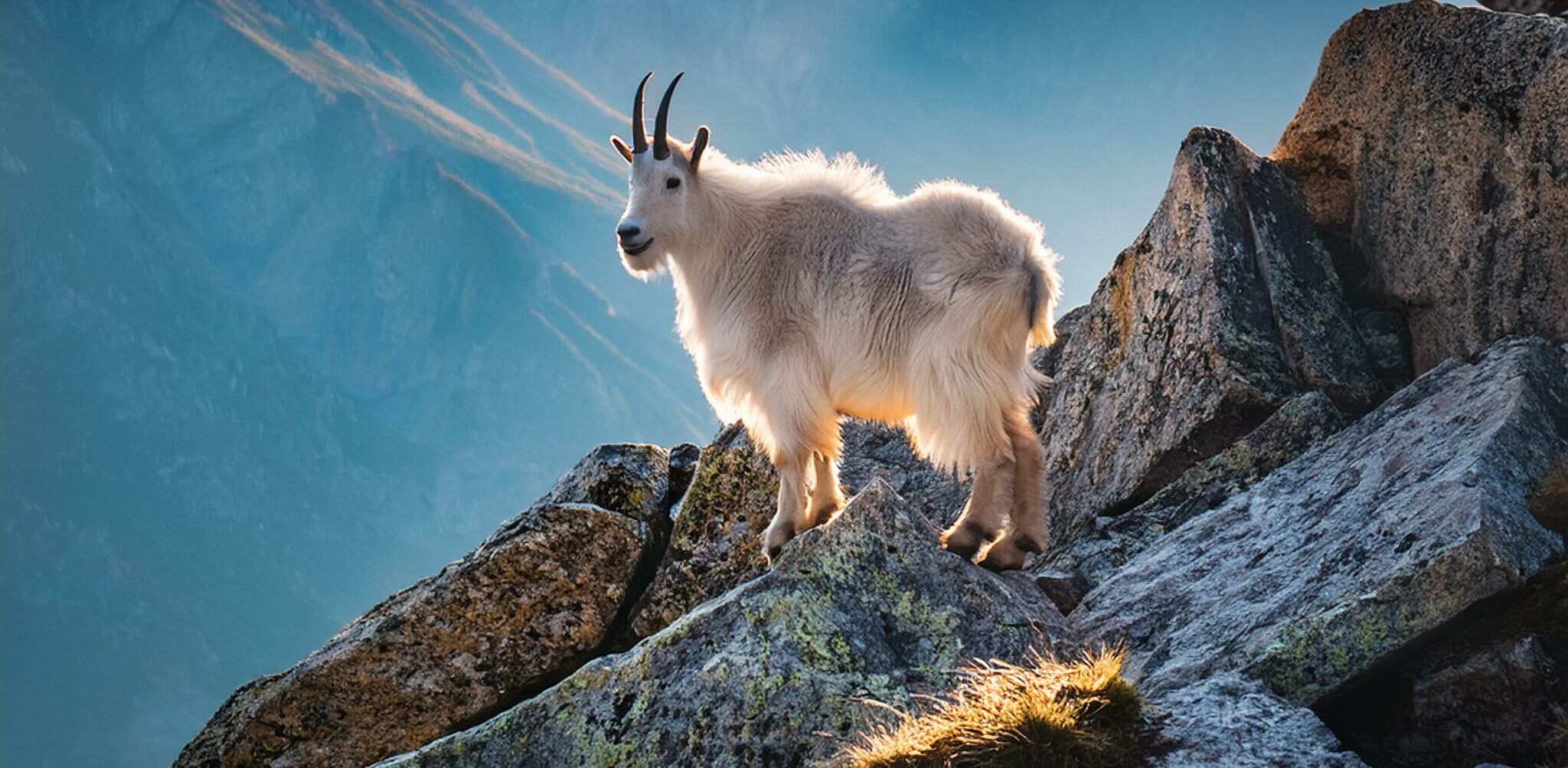 a mountain goat on a rocky slope high in the mountains