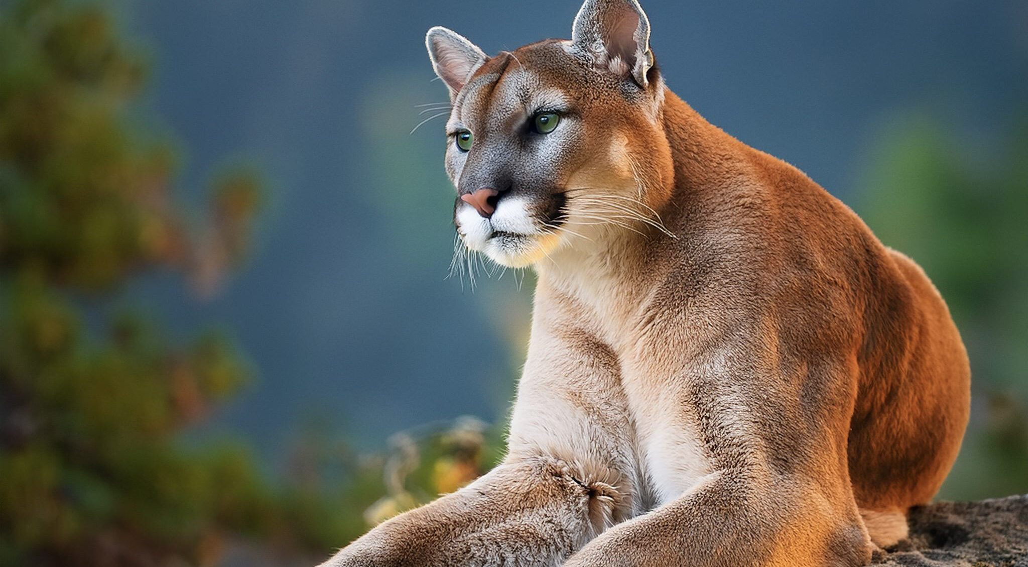 a mountain lion deep in the wilderness sitting on a rock