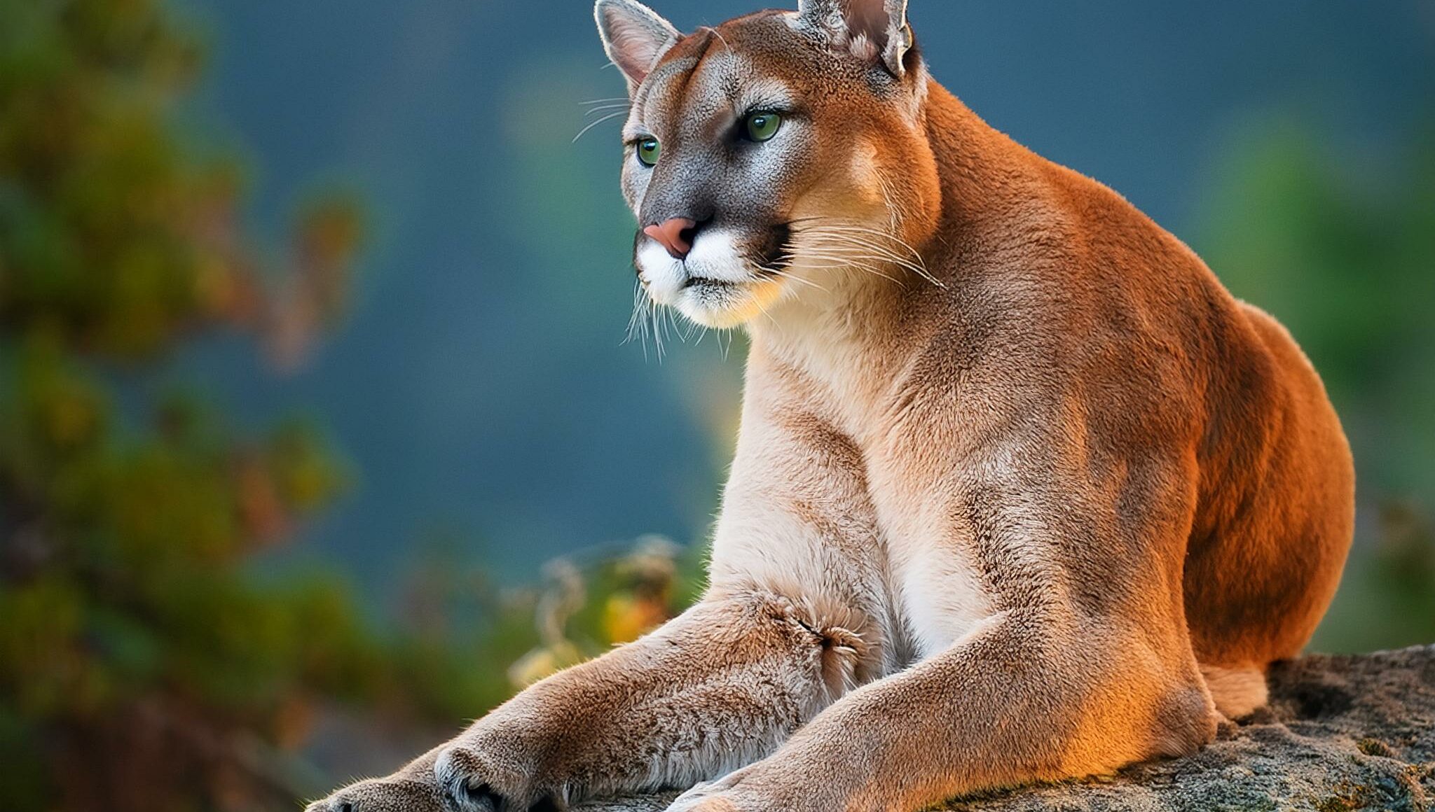 a mountain lion deep in the wilderness sitting on a rock