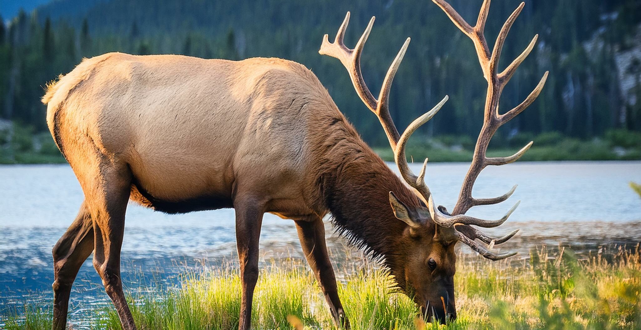 An elk in the wilderness feeding from the grass near an alpine lake