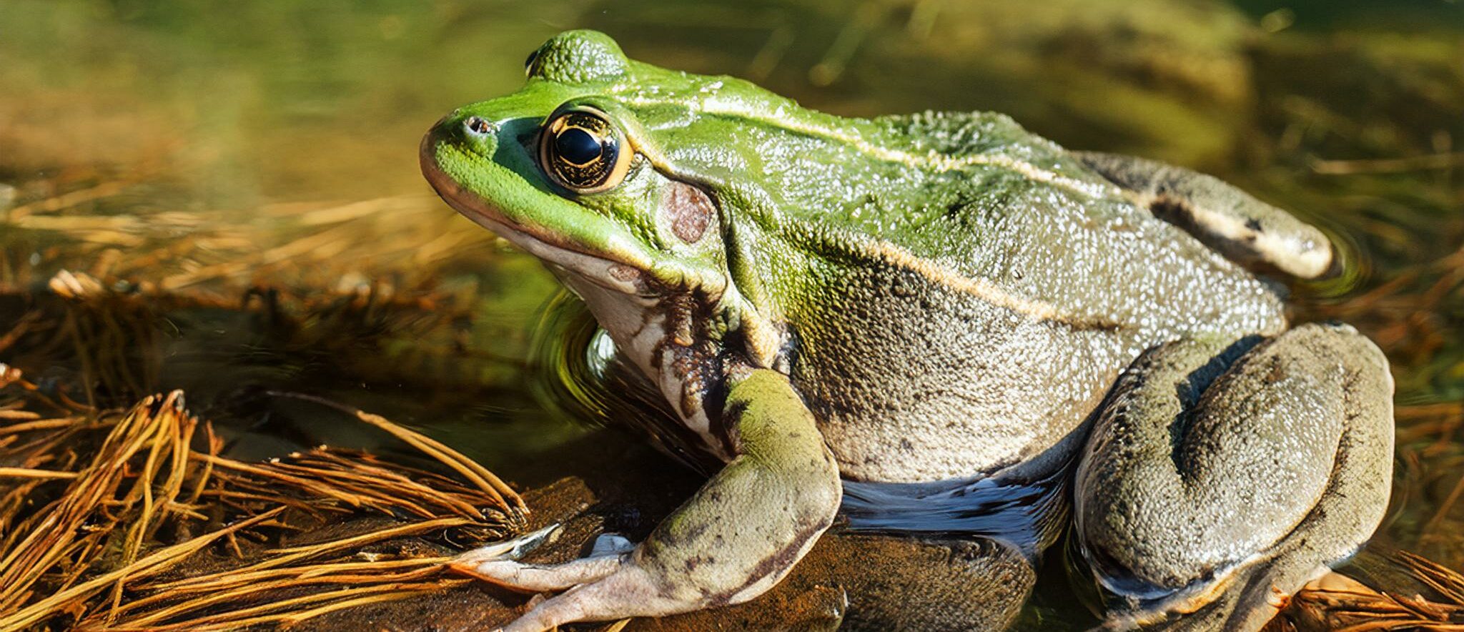 the northern wood frog in the forest in an alpine lake