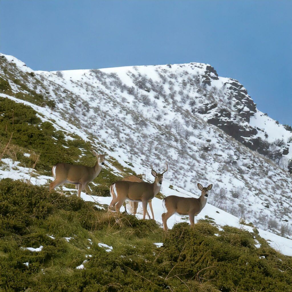 a group of white tail deer moving down a tall mountain through the snow to a green pasture