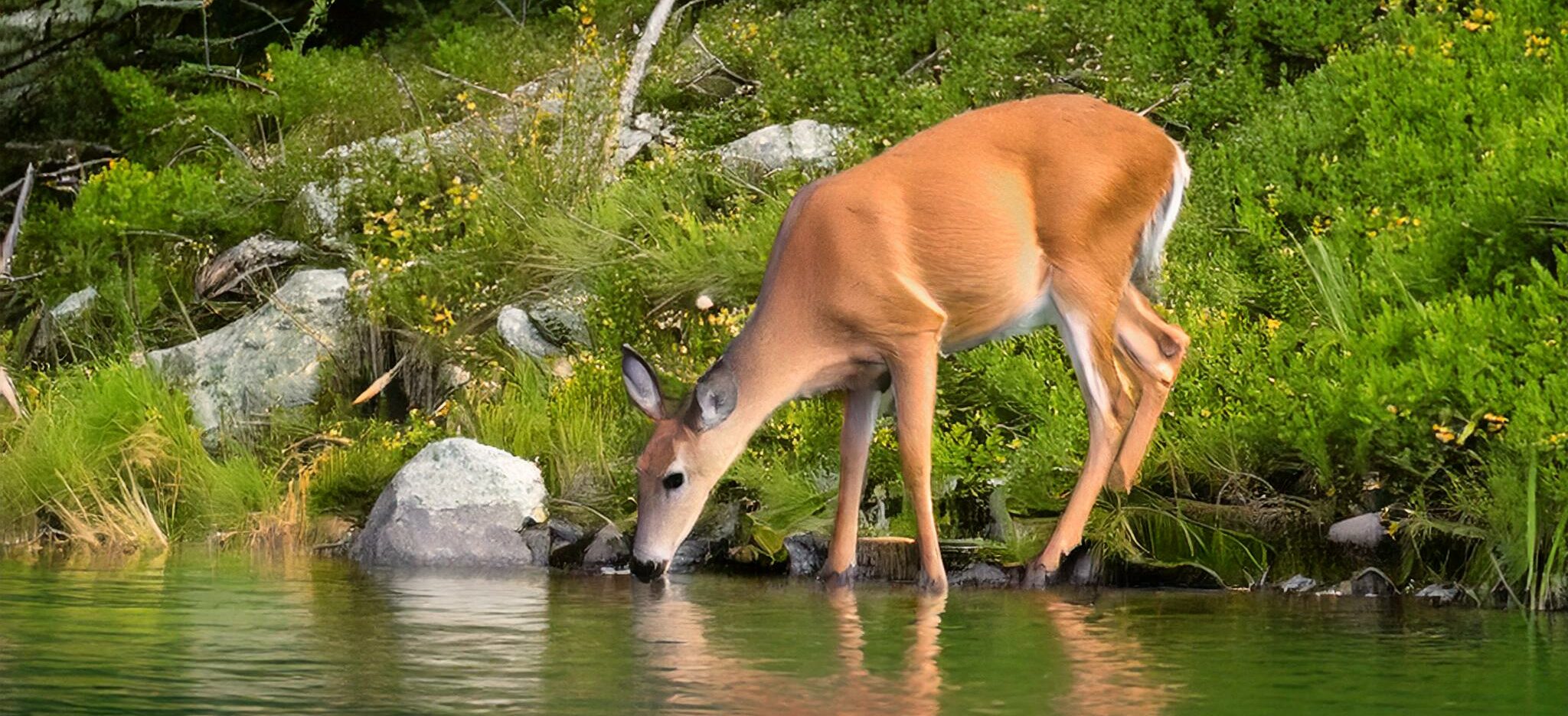 whitetail deer in the wilderness drinking from an alpine lake