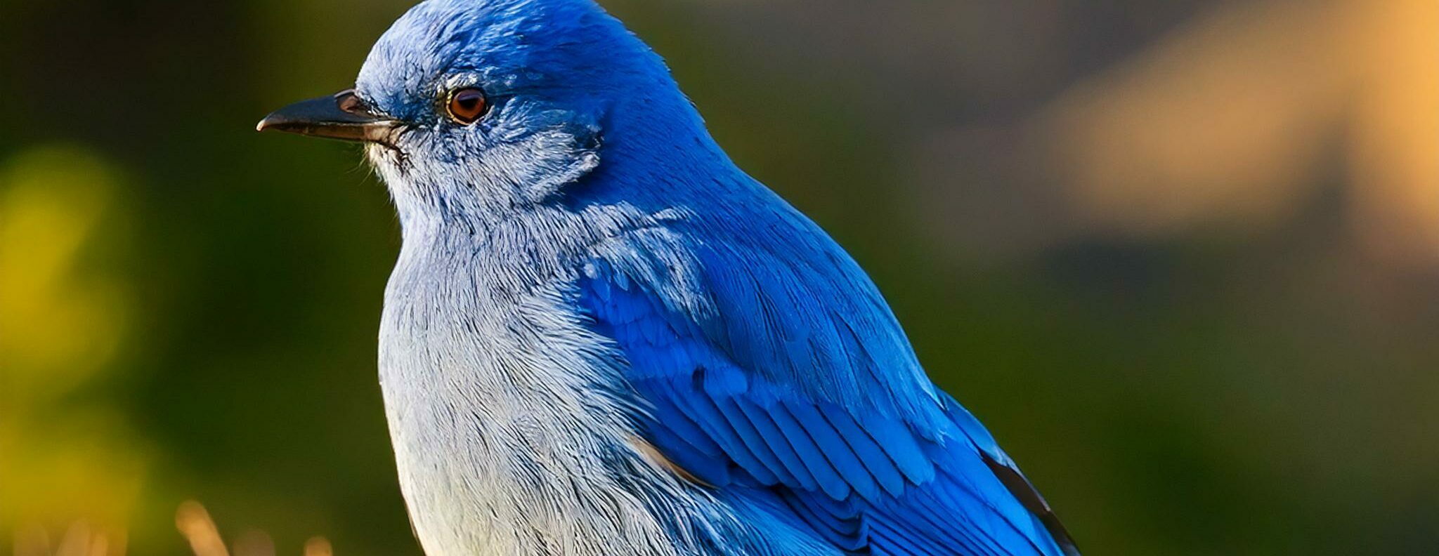 photo of the Rocky Mountain Blue Bird